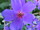 St. Kitts - Botanical Garden