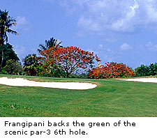 Frangipani