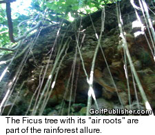 St. Kitts - Rainforest