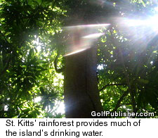 St. Kitts - Rainforest